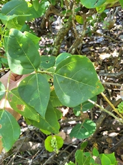 Erythrina eggersii