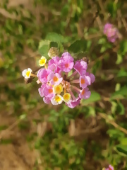 Lantana camara