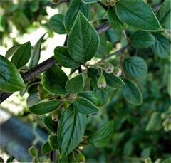 Cotoneaster franchetii