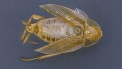 Neoblattellini