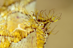 Calochortus fimbriatus
