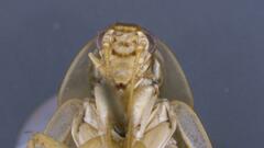 Neoblattellini