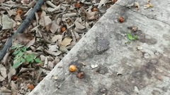 Ageroniini