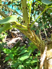 Erythrina eggersii
