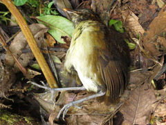 Grallaria flavotincta