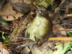 Grallaria flavotincta