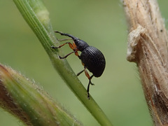 Protapion nigritarse