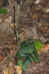 Habenaria trilobulata
