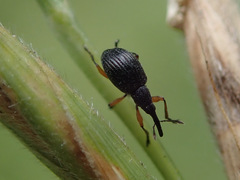 Protapion nigritarse