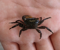 Pachygrapsus gracilis