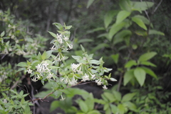 Bouvardia multiflora
