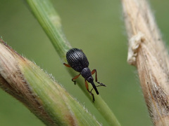 Protapion nigritarse