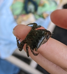 Pachygrapsus gracilis