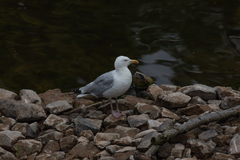 Larus argentatus