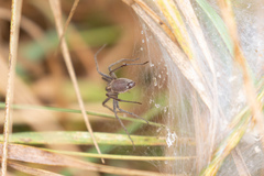 Pisaura mirabilis