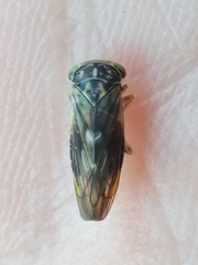 Idiocerus stigmaticalis