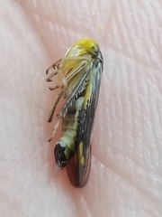 Idiocerus stigmaticalis