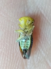 Idiocerus stigmaticalis