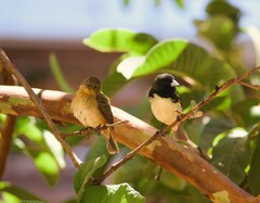 Sporophila nigricollis