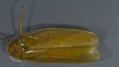 Neoblattellini