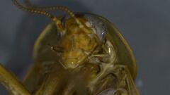 Neoblattellini