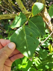 Erythrina eggersii