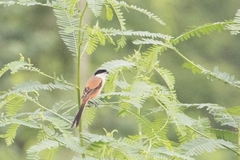 Lanius schach schach