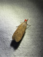 Dichomeris ventrellus