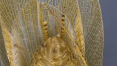 Neoblattellini