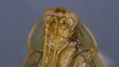 Neoblattellini