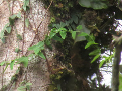 Passiflora nebulosae