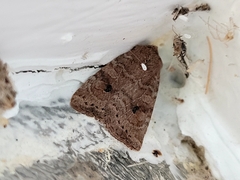 Parastichtis suspecta