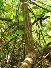 Erythrina eggersii