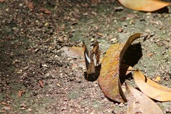 Limenitidini