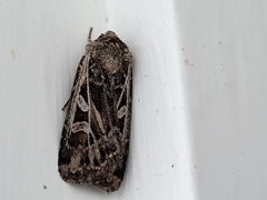 Euxoa divergens