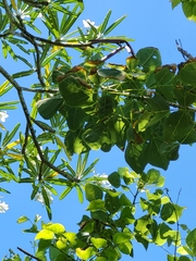 Erythrina eggersii