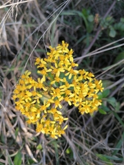 Senecio linifolius