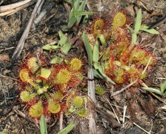 Drosera collinsiae