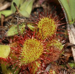 Drosera collinsiae
