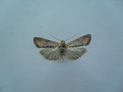 Pterothrixidia squalidella