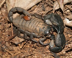 Cheloctonus intermedius