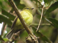 Myiophobus flavicans