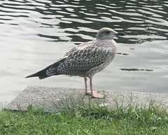 Larus argentatus