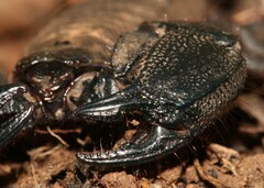 Cheloctonus intermedius