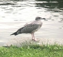 Larus argentatus