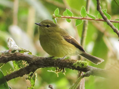 Myiophobus flavicans