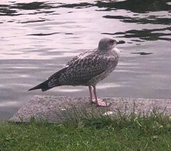 Larus argentatus
