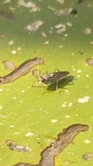 Hydromyza livens