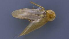 Neoblattellini