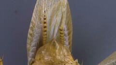 Neoblattellini
